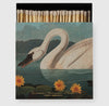 The Common American Swan by Audubon