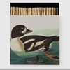 The Golden-eye Duck by Audubon