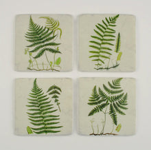  Fern Coasters