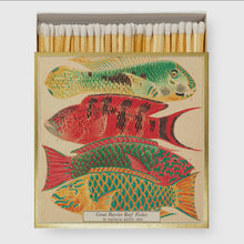  Natural History Museum Fish - Matches